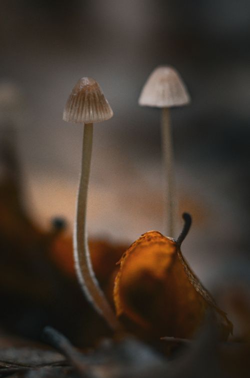 Free Macro shot of small wild mushrooms growing on autumn leaves in a Ukrainian forest. Stock Photo