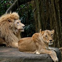 The Lion King