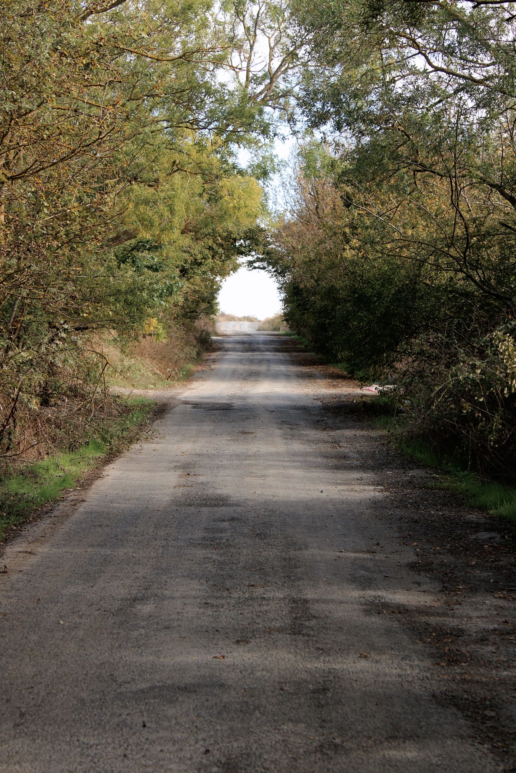Peaceful Country Road Through Lush Greenery · Free Stock Photo