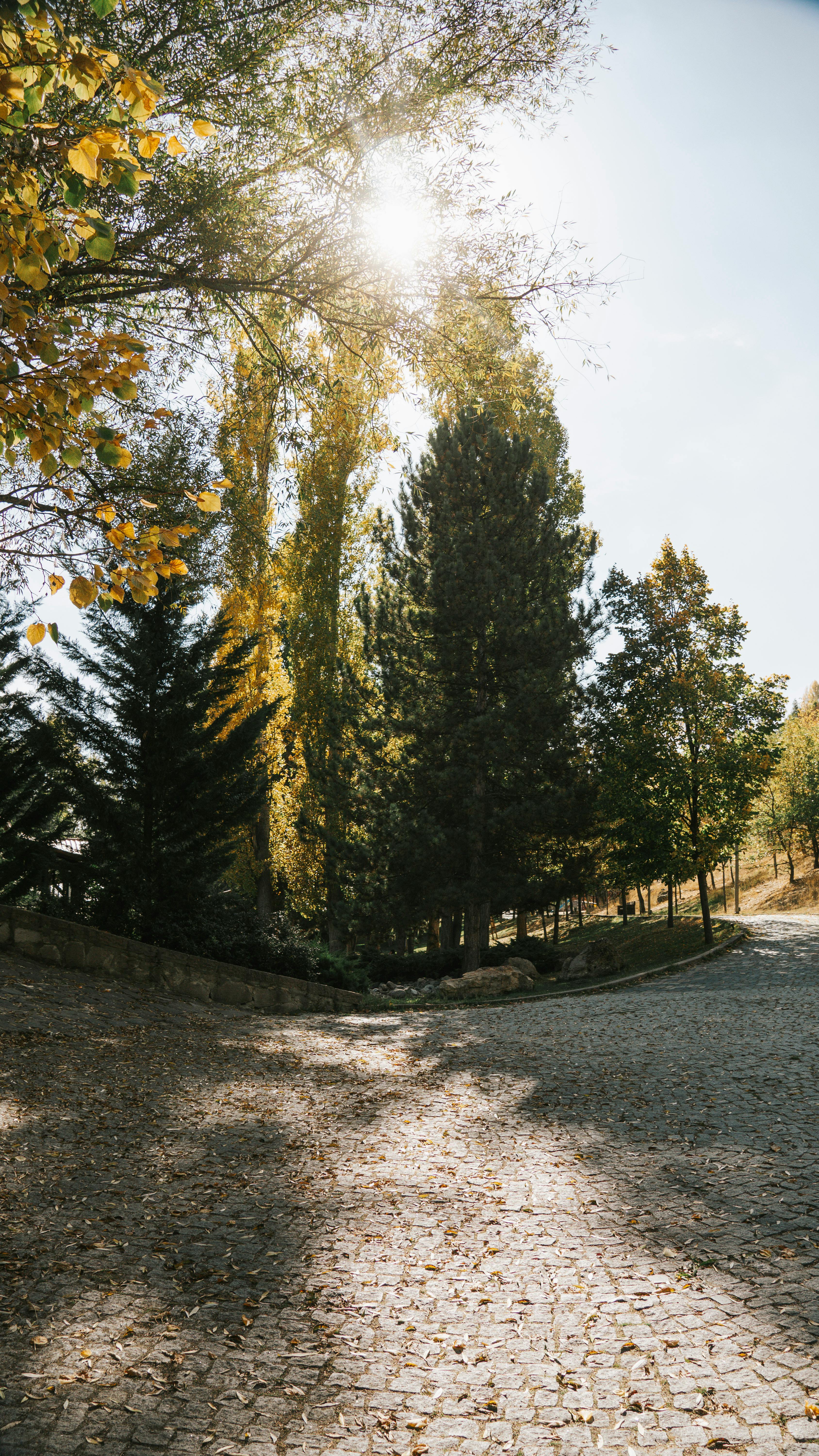 Gratuit Un chemin pavé serein entouré d'arbres d'automne ensoleillés, parfait pour les amoureux de la nature. Photos
