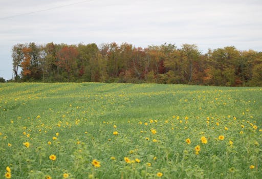 A vibrant sunflower field with autumnal trees in Ohio, USA.