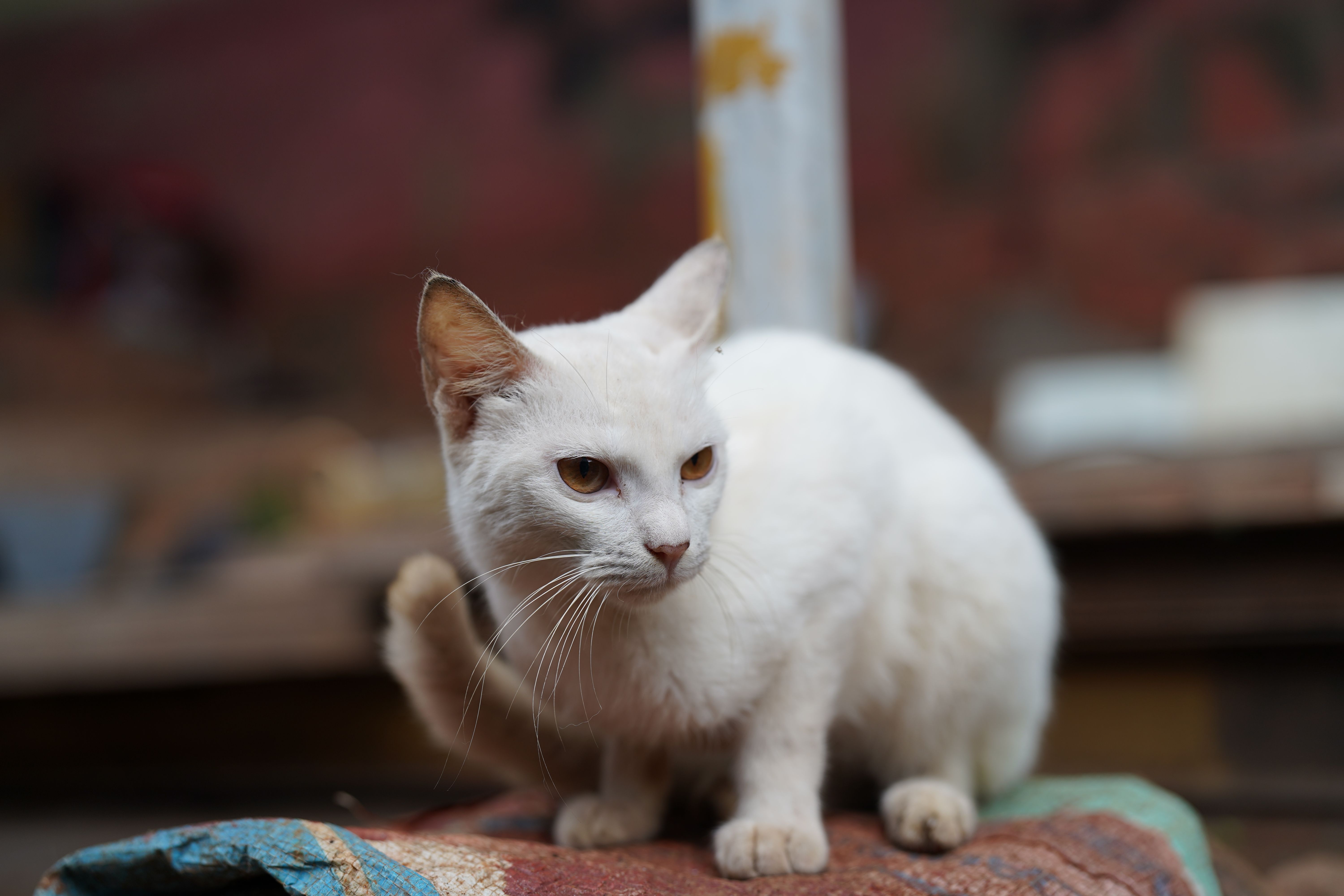 Portrait of a cat at a veterinary clinic