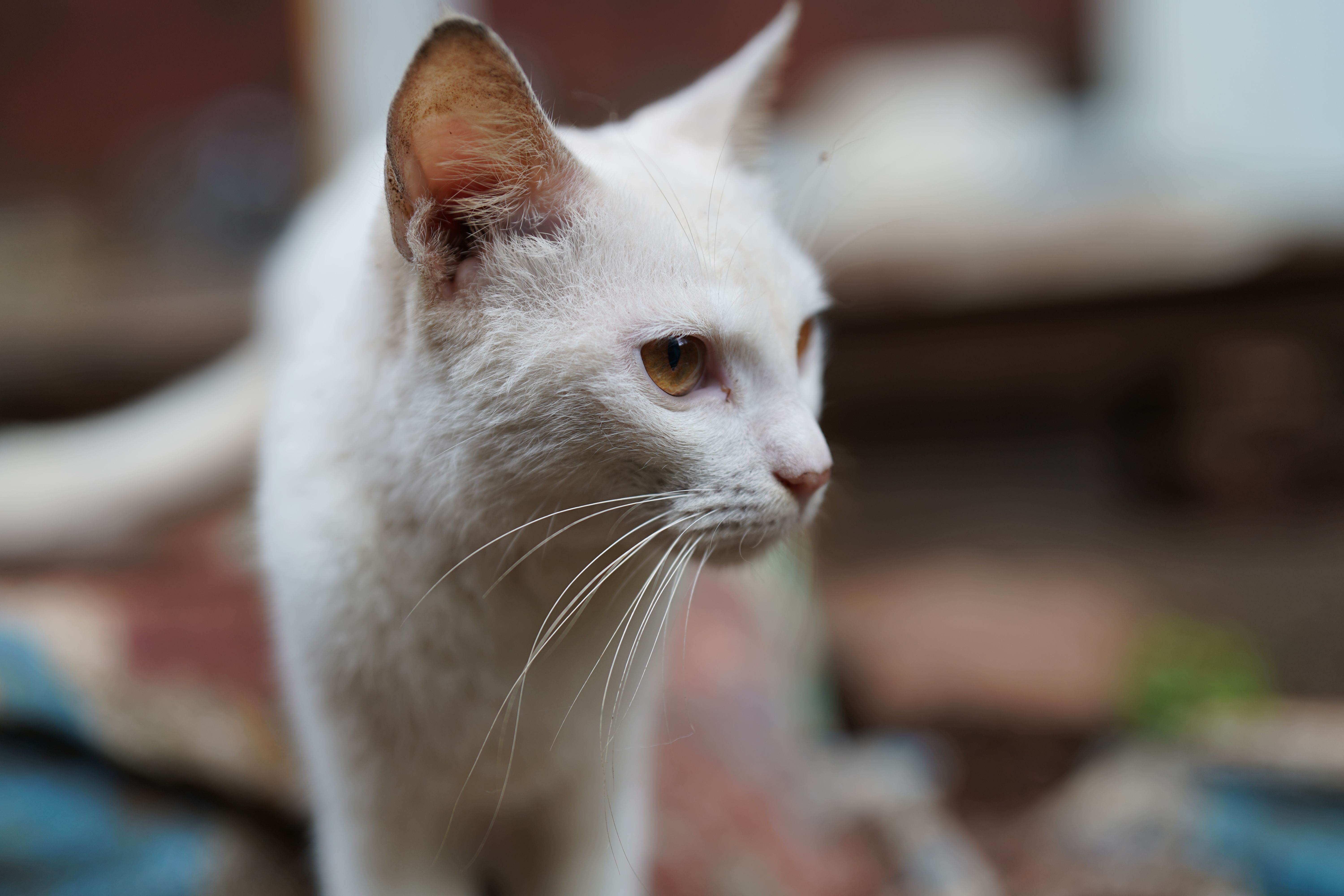 A cat undergoing diagnostic blood testing at a veterinary clinic