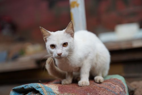 Free A curious white cat with amber eyes perched on a woven rug in an outdoor setting. Stock Photo