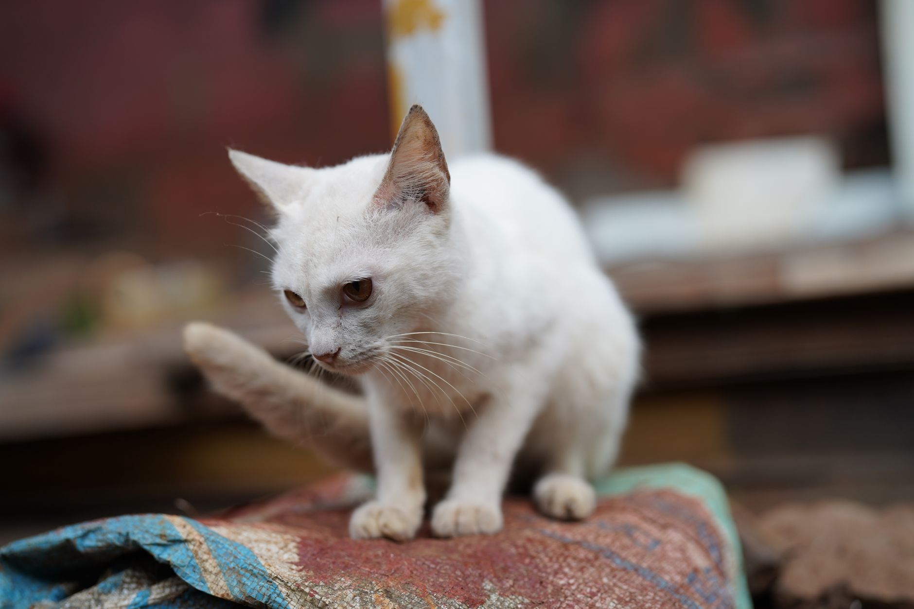 Portrait of a cat at a veterinary clinic