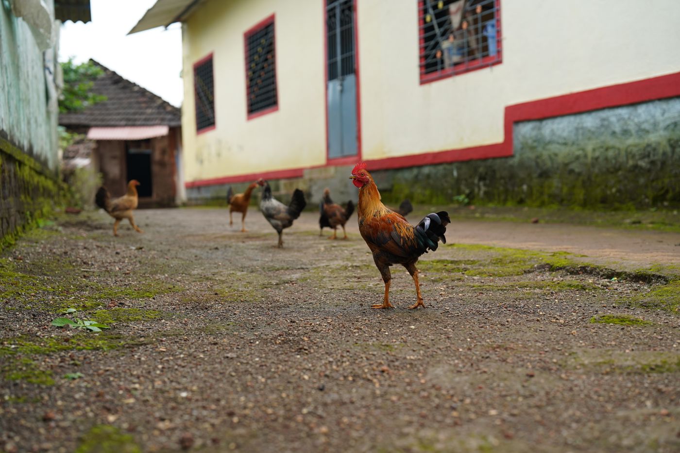 วิธีเลี้ยงไก่บ้านสำหรับมือใหม่: พื้นที่ โรงเรือน อาหาร และการดูแลรายวัน