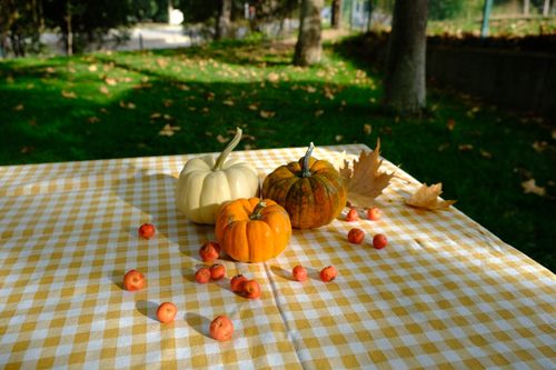 Free Charming autumn scene with pumpkins and leaves on a yellow checkered tablecloth outdoors. Stock Photo