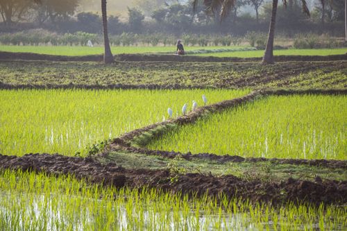 Free Peaceful scene of a lush green rice field with egrets and a distant farmer. Perfect depiction of rural tranquility. Stock Photo