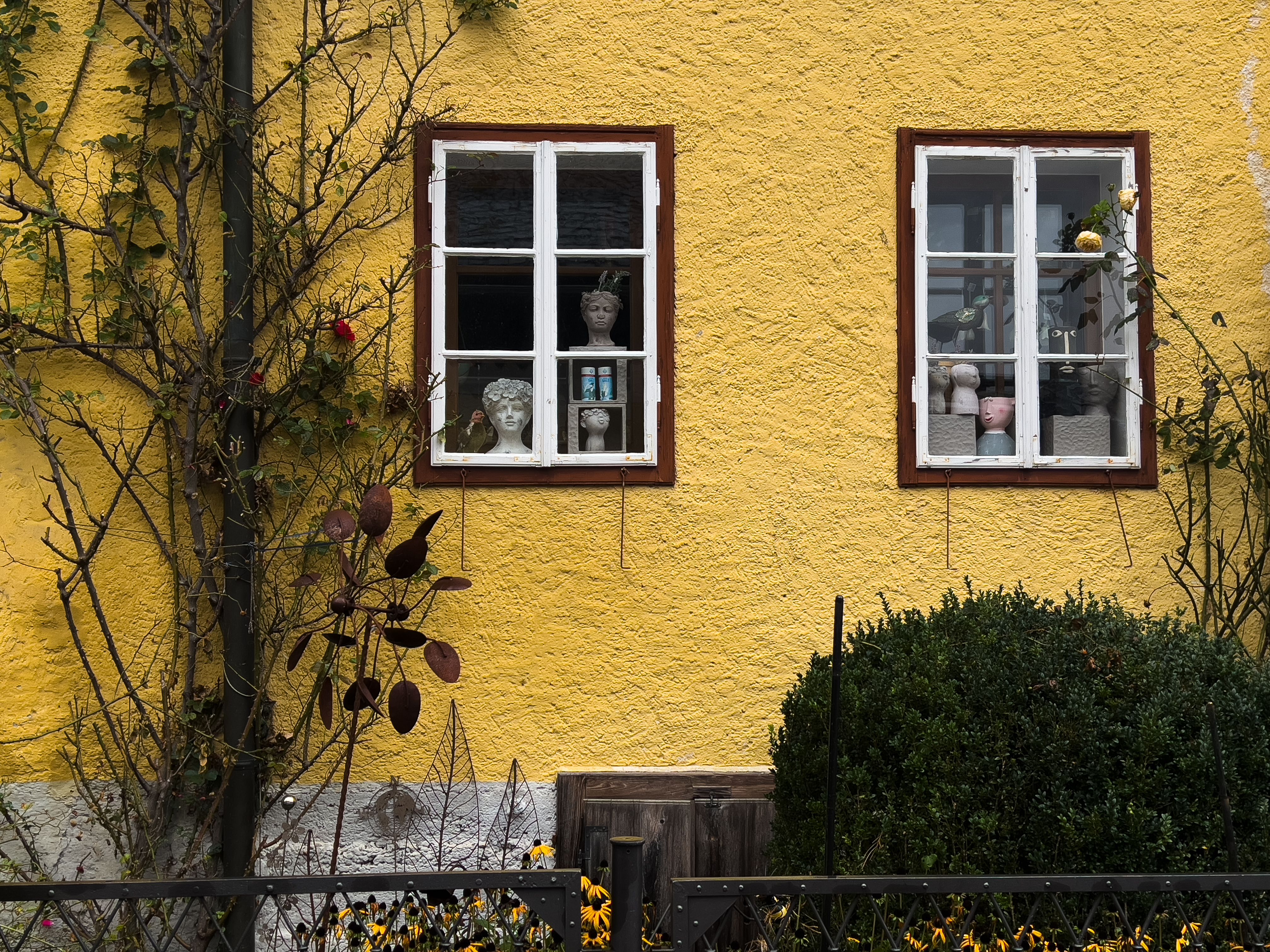 Yellow stucco wall with two windows, potted plants, and shrubbery outside a building