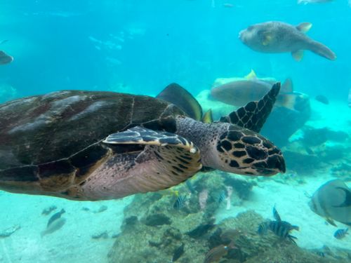 Free A sea turtle glides gracefully underwater among vibrant fish and coral reef. Stock Photo