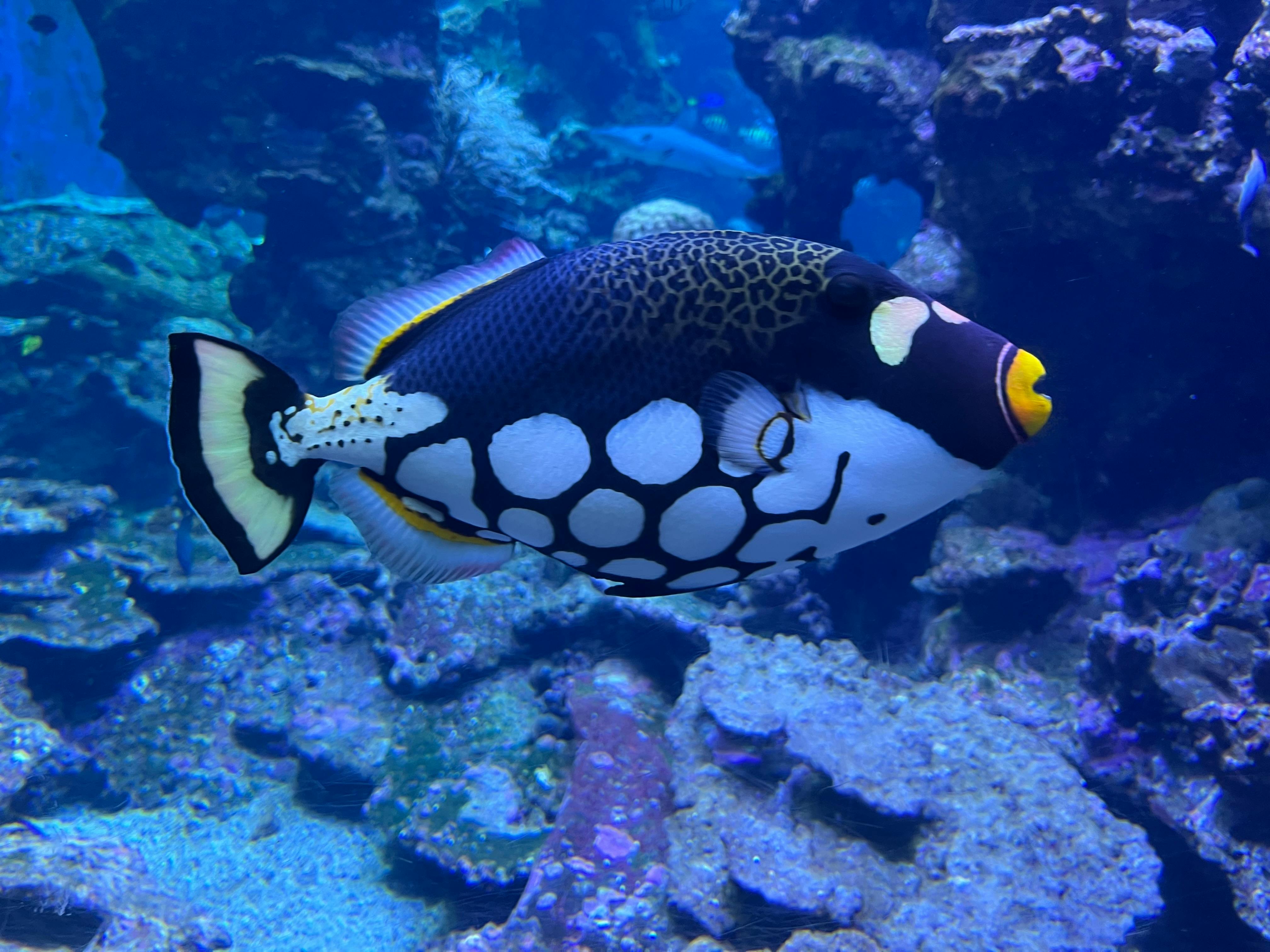 Clown Triggerfish swimming in a colorful coral reef aquarium, vibrant aquatic life.