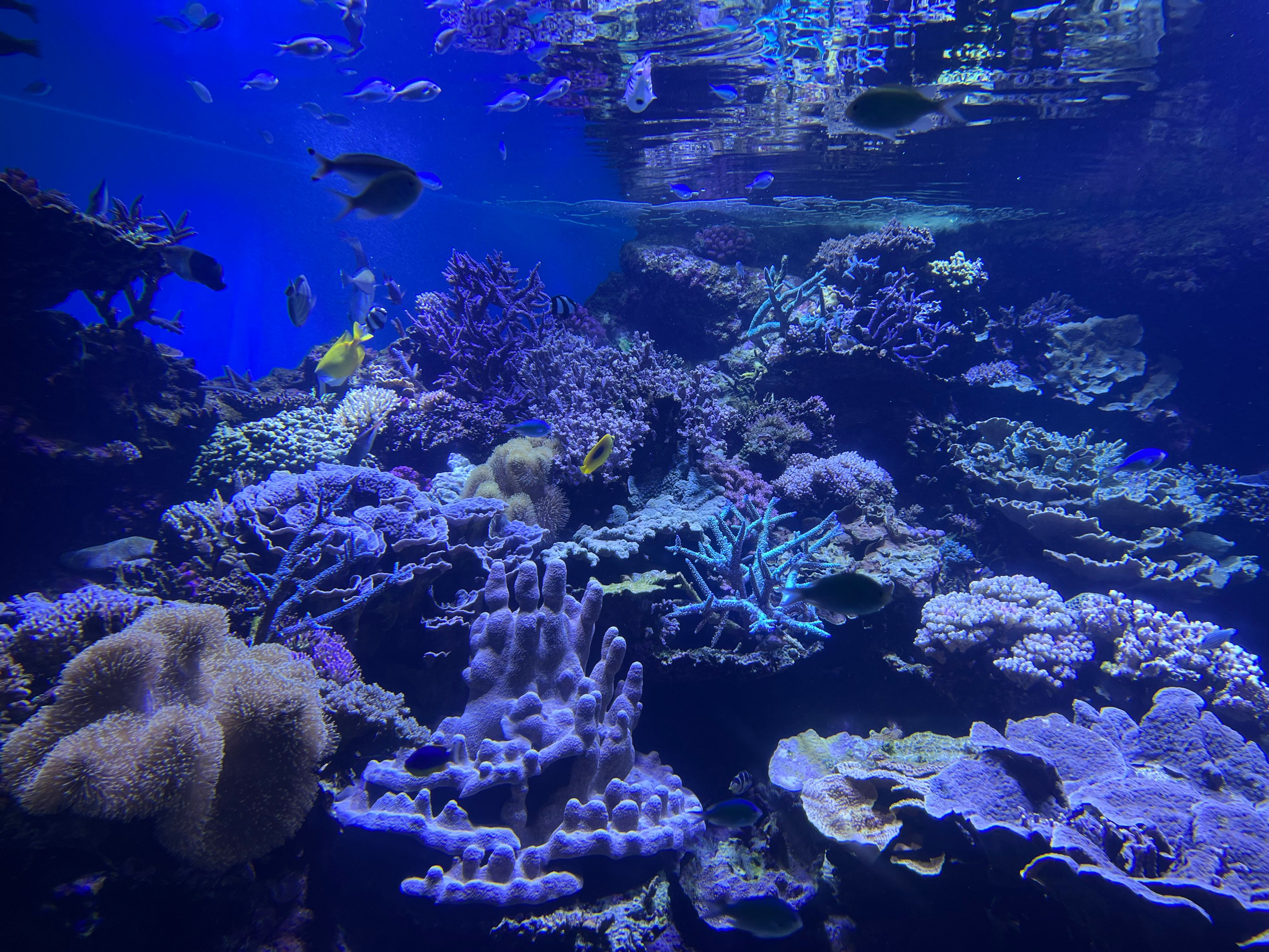 Great Barrier Reef Luxury Expedition Cruise cabin booking 7 days 6 night - Underwater scene of vibrant coral reef teeming with diverse marine life in a tranquil setting.