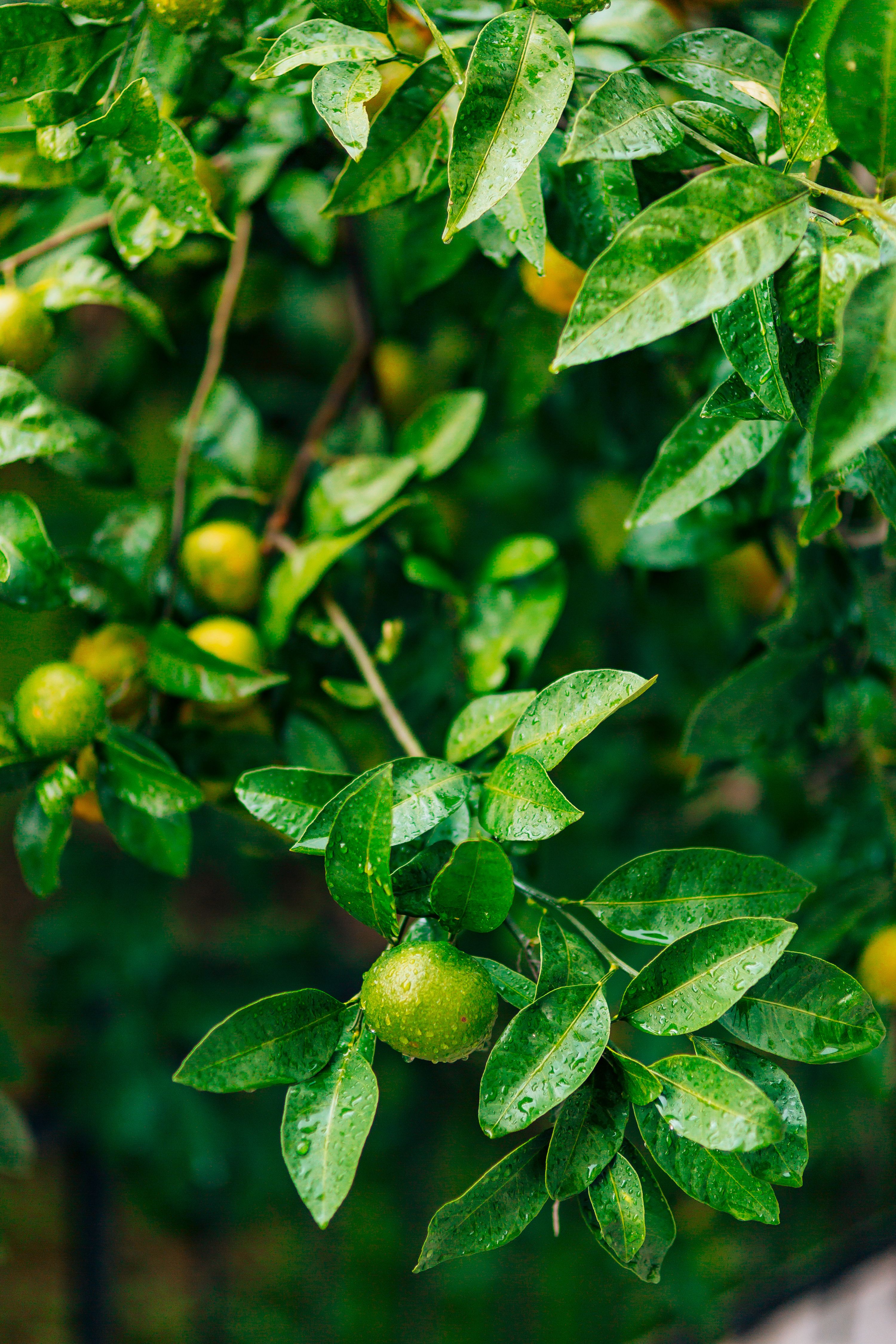 Vibrant green citrus leaves and fruits glistening with raindrops, evoking a fresh and natural feel.