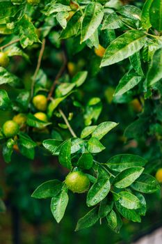Vibrant green citrus leaves and fruits glistening with raindrops, evoking a fresh and natural feel.