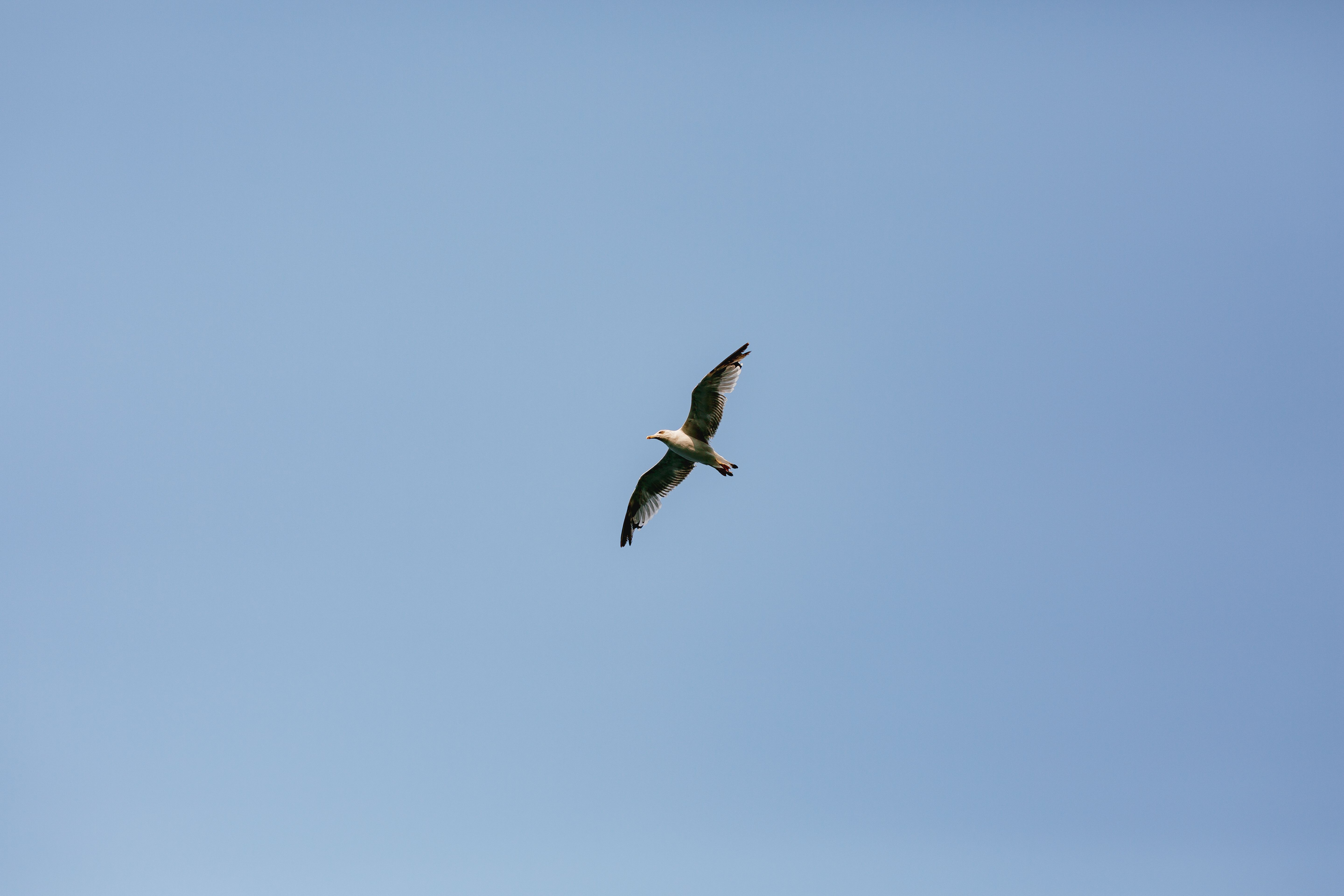Ave em voo contra céu azul claro, fotografada com teleobjetiva em zoom máximo