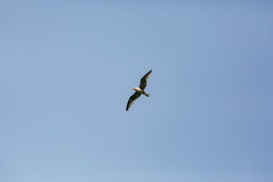 Ave em voo contra céu azul claro, fotografada com teleobjetiva em zoom máximo
