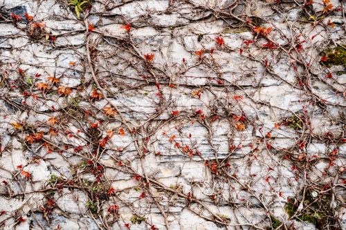 Free Close-up of a textured stone wall with climbing ivy vines and red leaves. Stock Photo