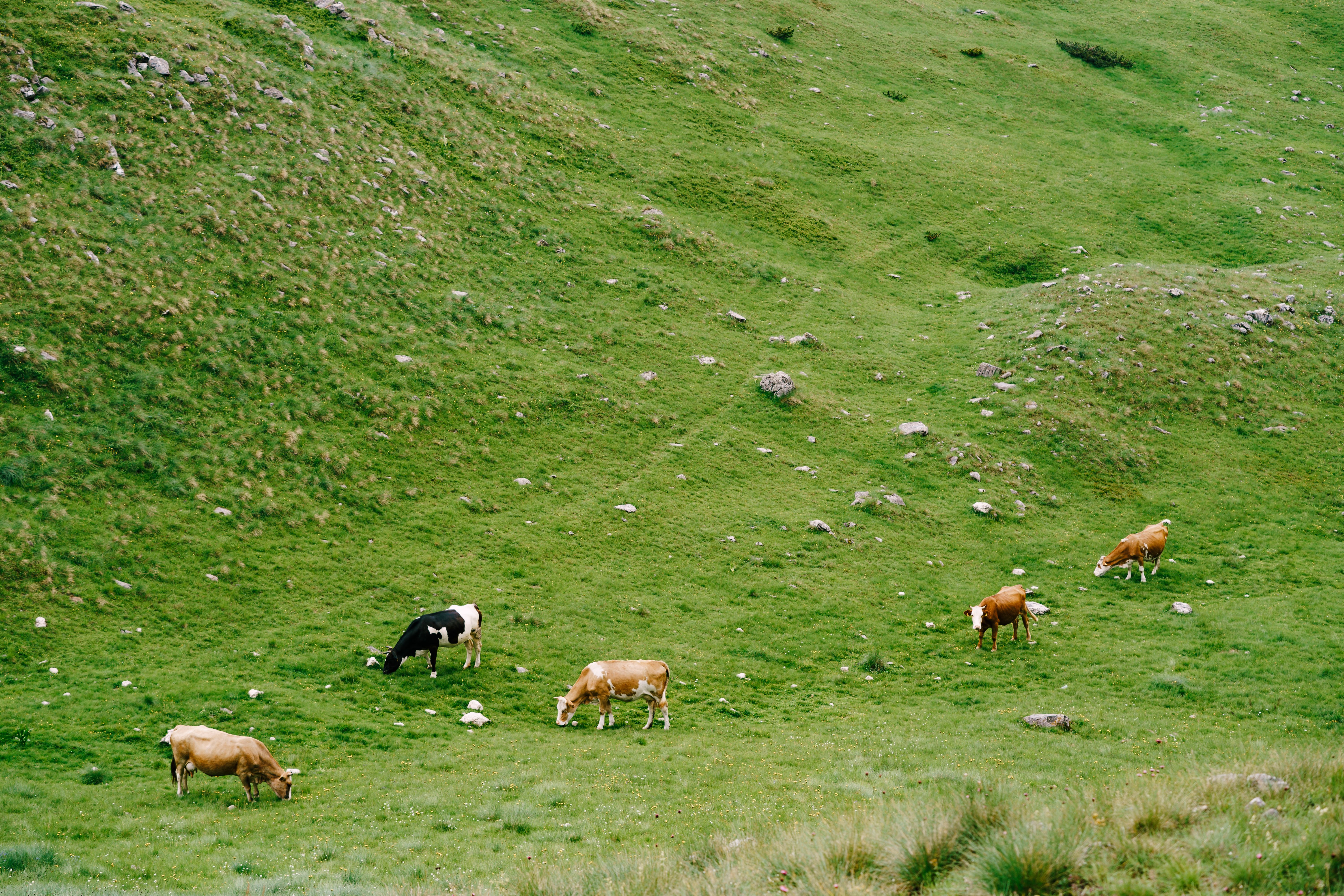 Cinco vacas pastando tranquilamente em um campo verdejante.