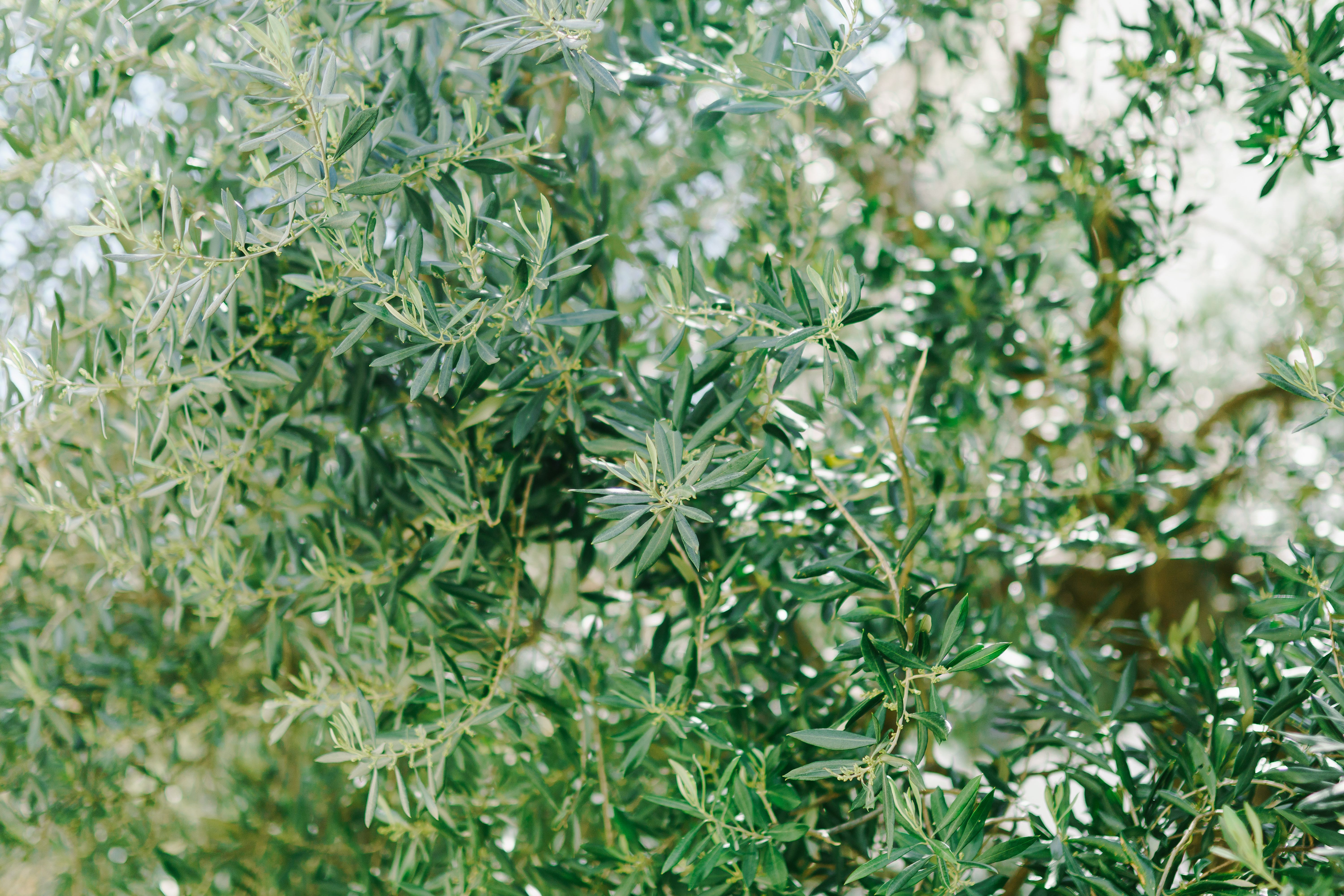 Close-up of lush olive tree branches with bright green leaves under sunlight.