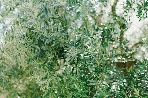 Free Close-up of lush olive tree branches with bright green leaves under sunlight. Stock Photo