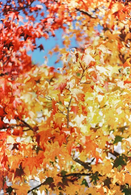 Colorful autumn leaves in shades of red, orange, and yellow against a clear blue sky.