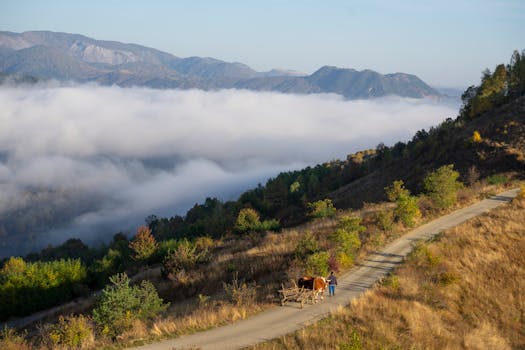 A serene rural scene in the Apuseni Mountains, Romania, featuring an ox cart on a winding road.