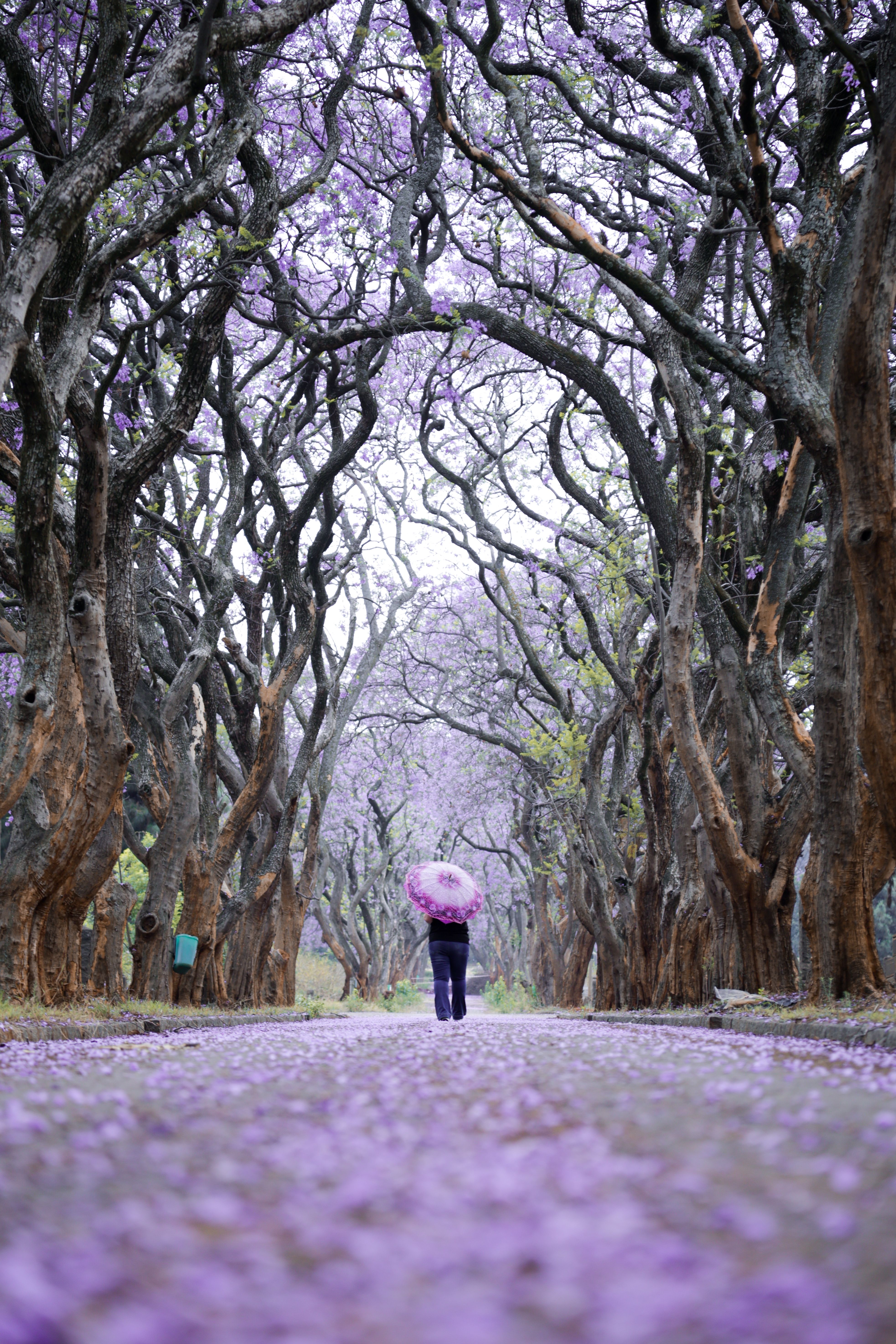 Jacaranda Tree Tunnel in Pretoria, South Africa · Free Stock Photo