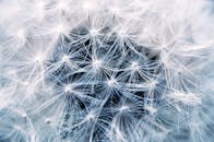 这张枸杞特写细节精致，展现了错综复杂的图案与纹理