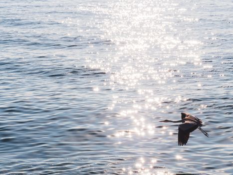 A heron gracefully flies over shimmering ocean waters reflecting sunlight.