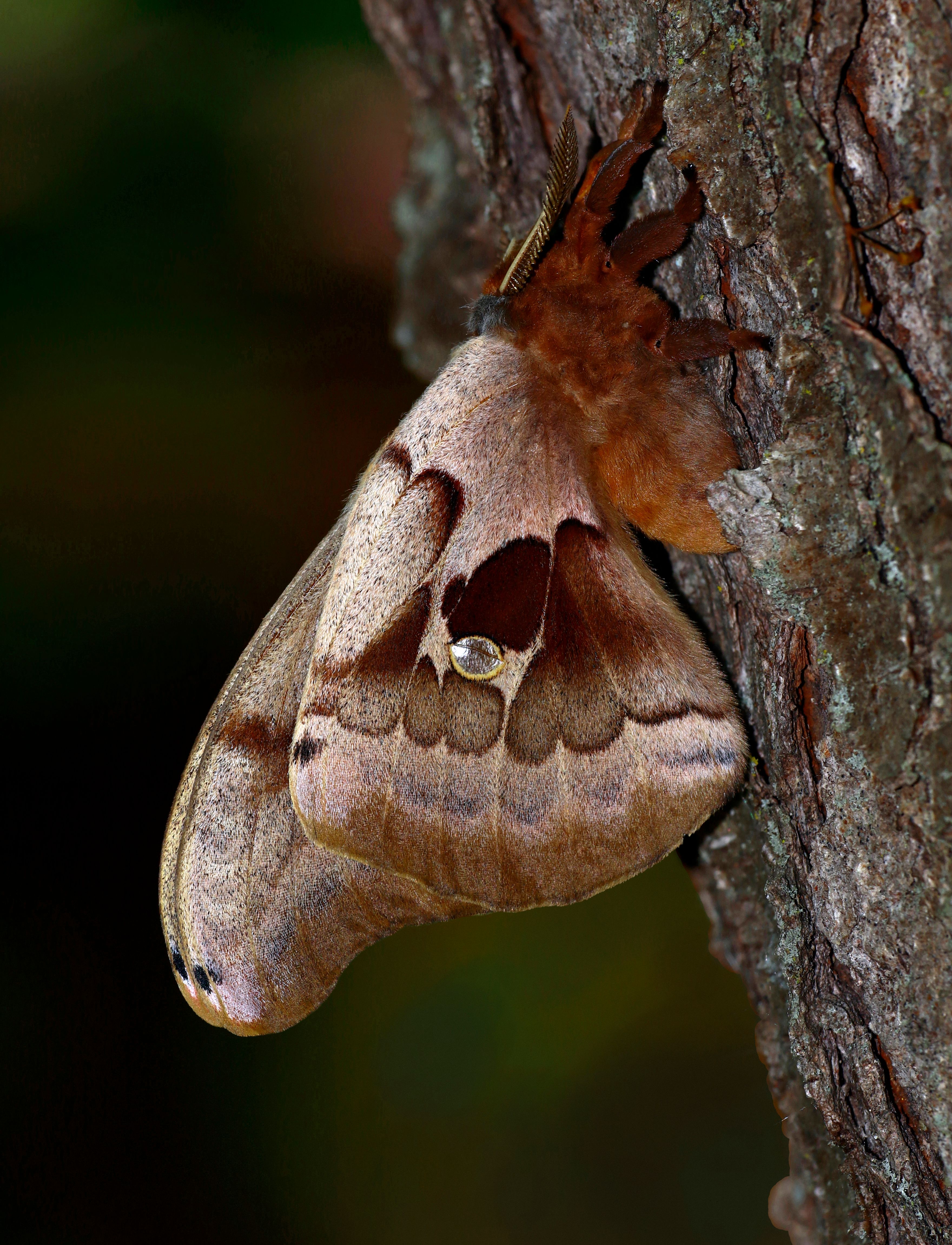 Close-up of a Polyphemus Moth on Tree Bark · Free Stock Photo