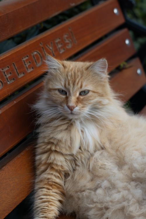 Free Fluffy orange cat lounging on a Belediye bench in Istanbul, Türkiye. Stock Photo