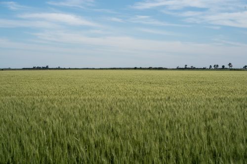 Free Expansive wheat field under a clear sky in Córdoba, Argentina showcasing agricultural beauty. Stock Photo