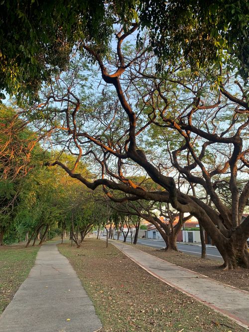 Free A scenic outdoor pathway framed by majestic twisted trees under warm sunlight. Stock Photo