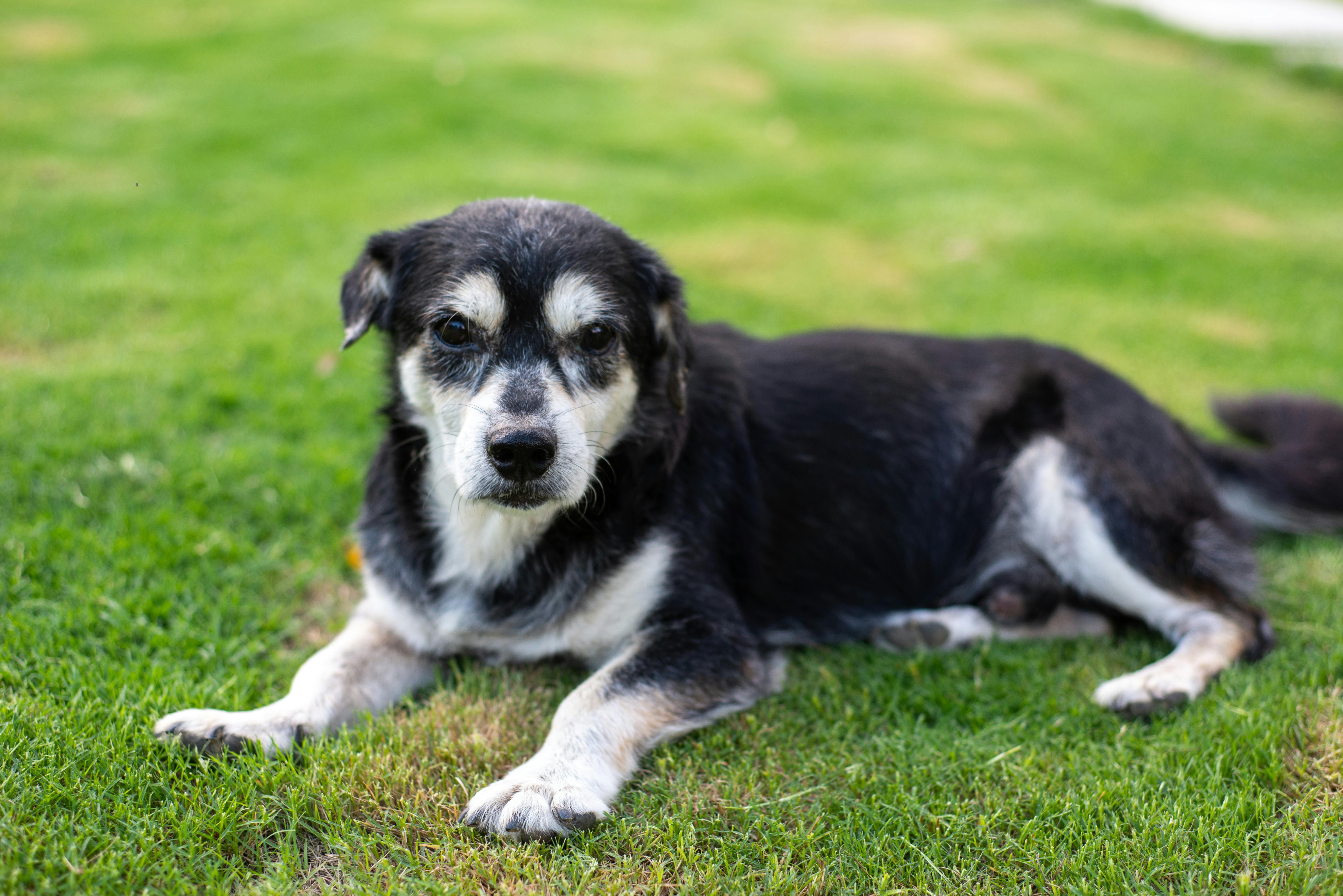 嘉義湖子內社區公園綠地新建工程開工 推動全齡綠色生活圈