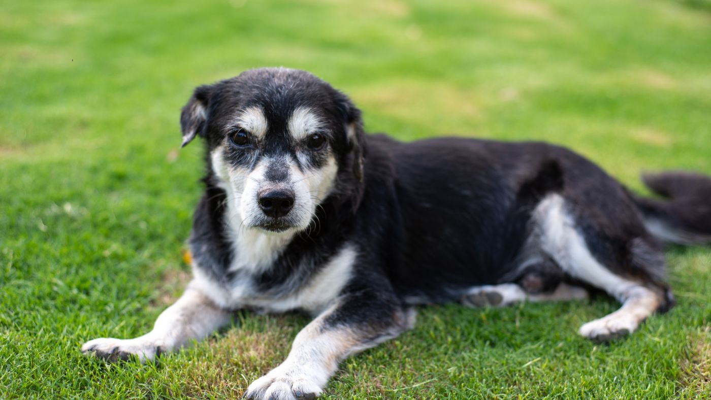 The senior dog joint supplement that did something a $300 vet visit didn't