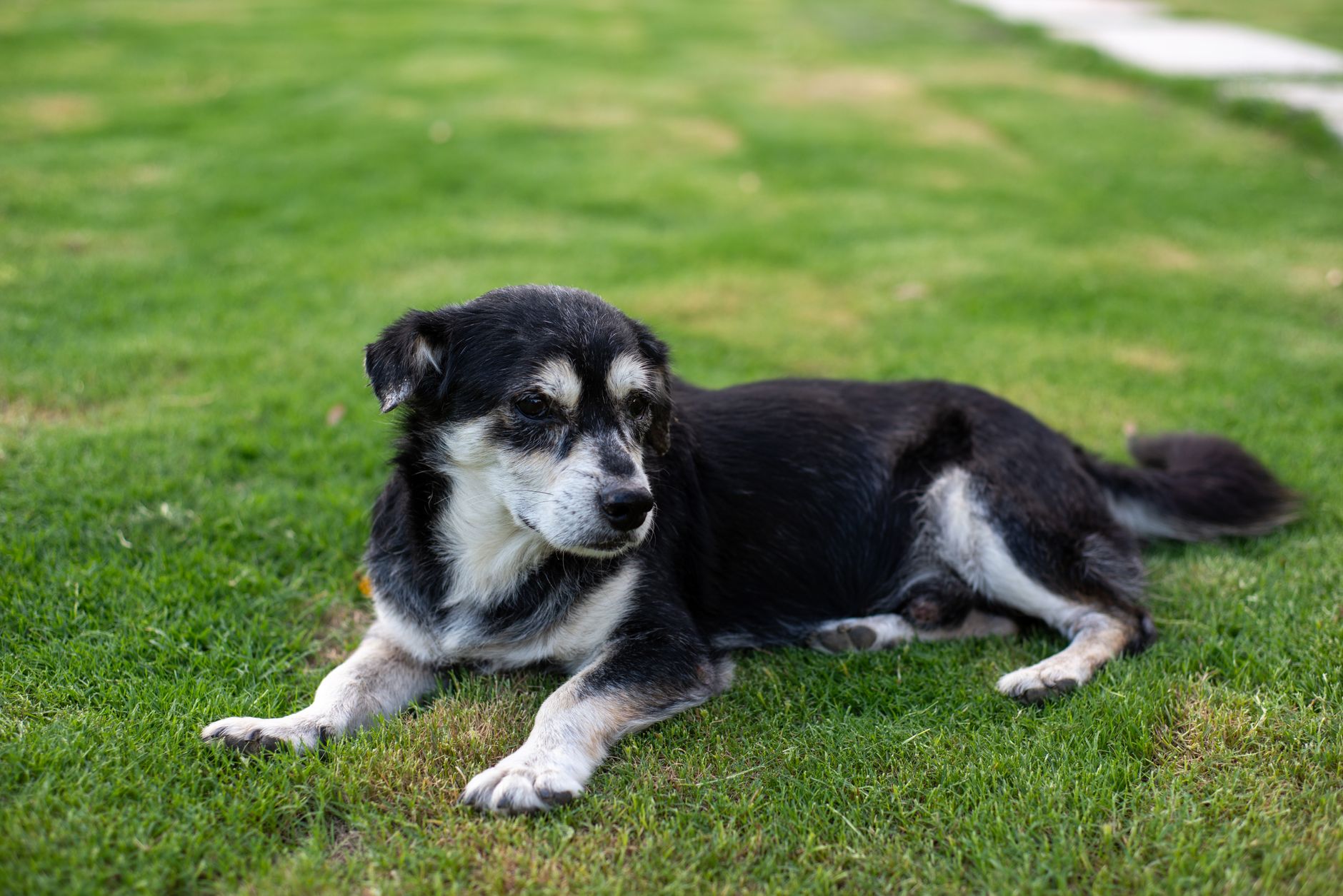 older dog with grey muzzle resting beside owner