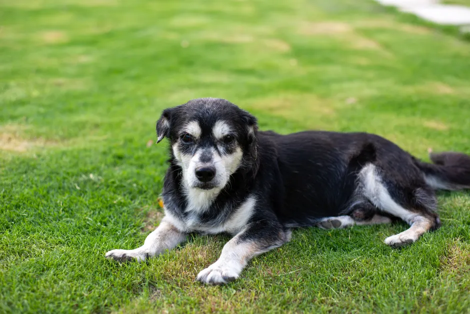 old dog peeing