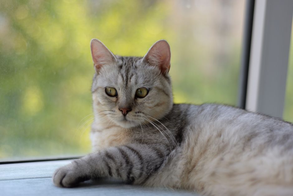 À la fenêtre — Cat sitter à Marcq-en-Barœul