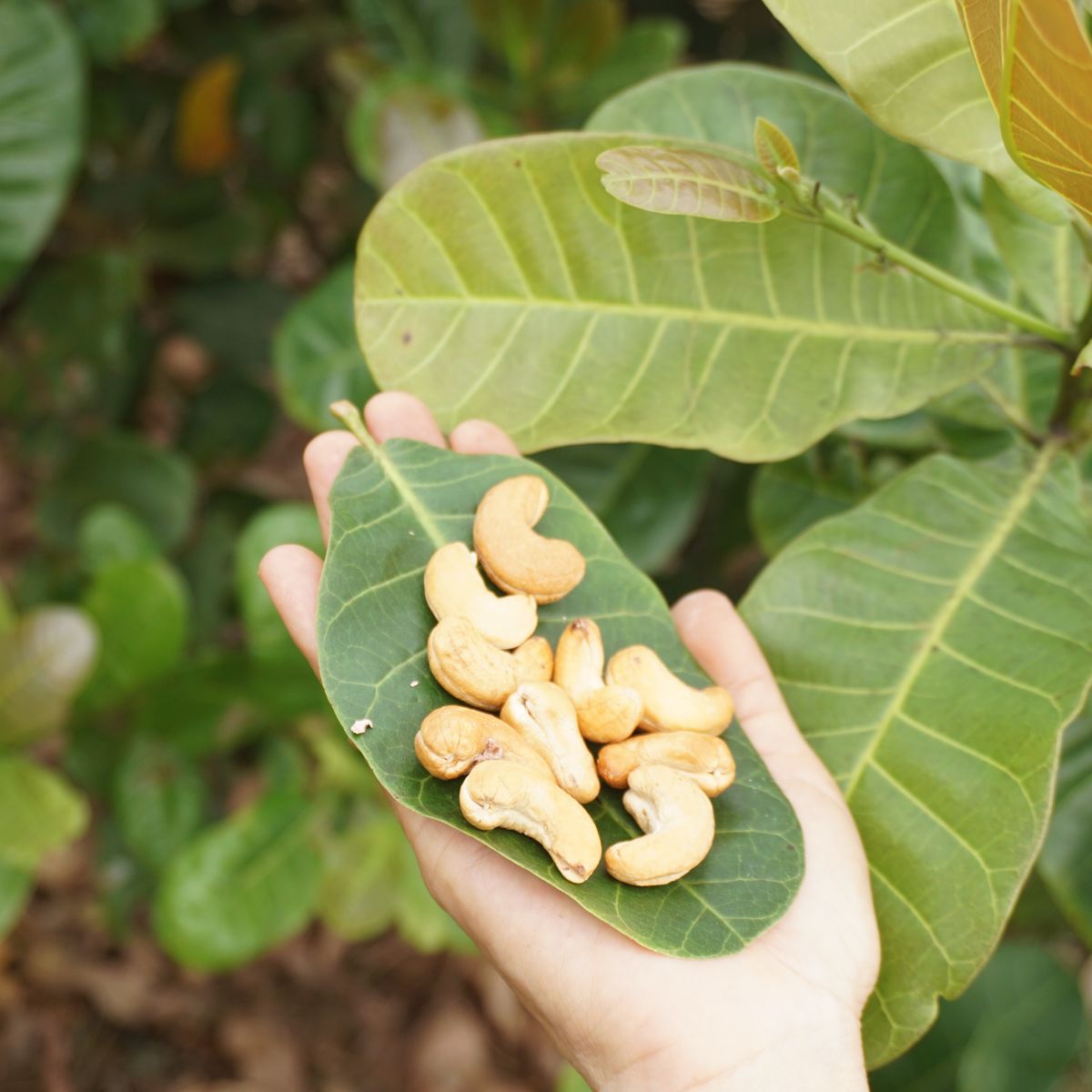 Cashew Nut fruit