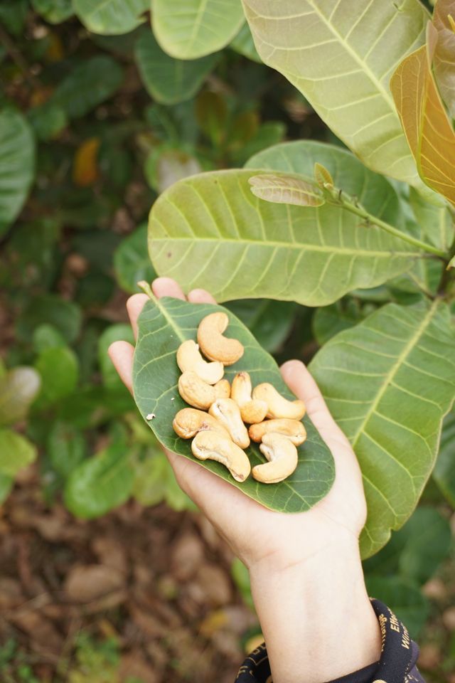 Fresh raw cashew nuts in shell harvested for export