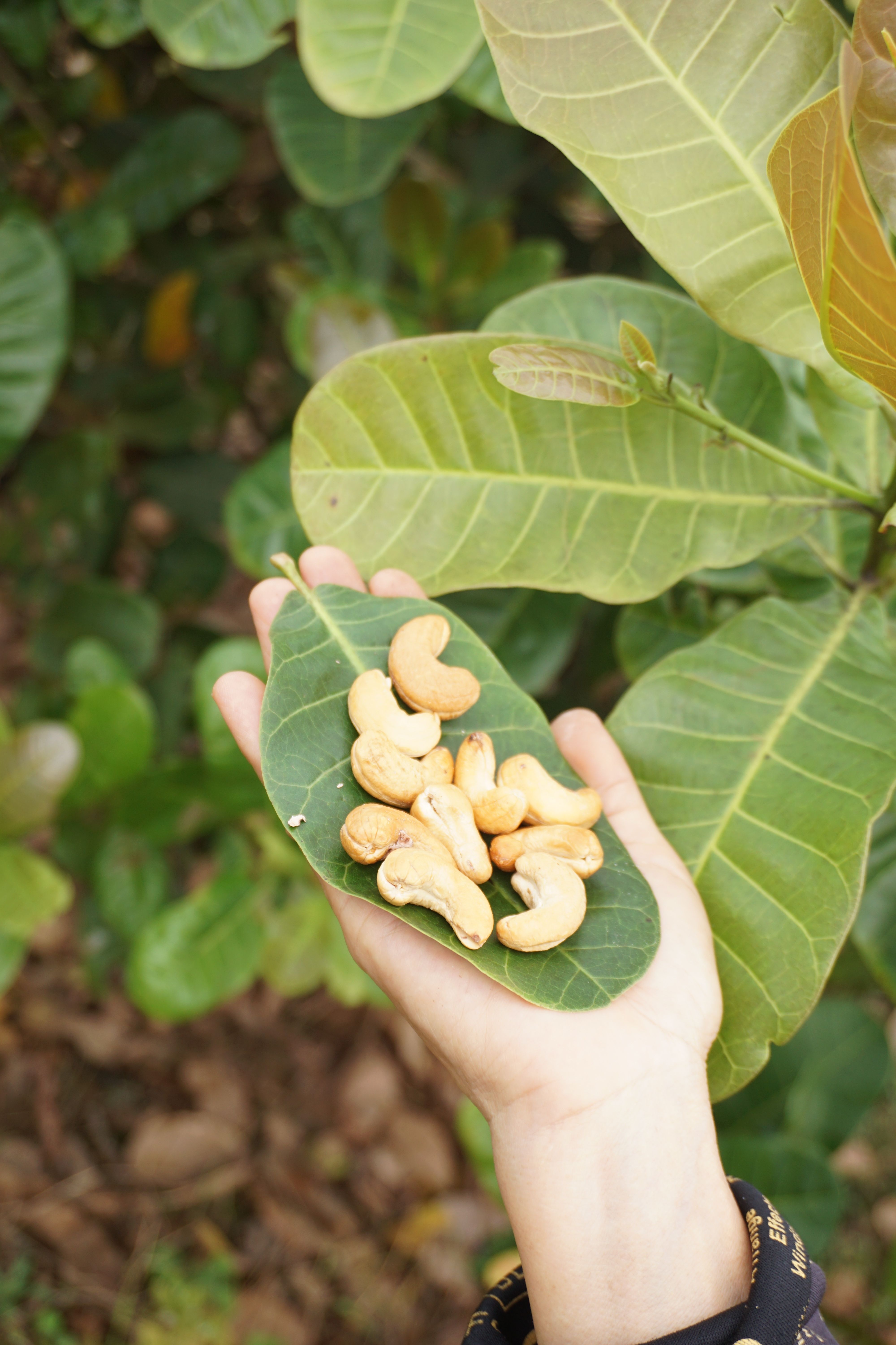 Cashew Plant Photos, Download The BEST Free Cashew Plant Stock Photos & HD  Images