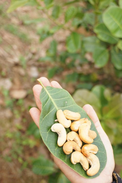Free Hand holding fresh cashew nuts on a green leaf against a blurred outdoor background. Stock Photo