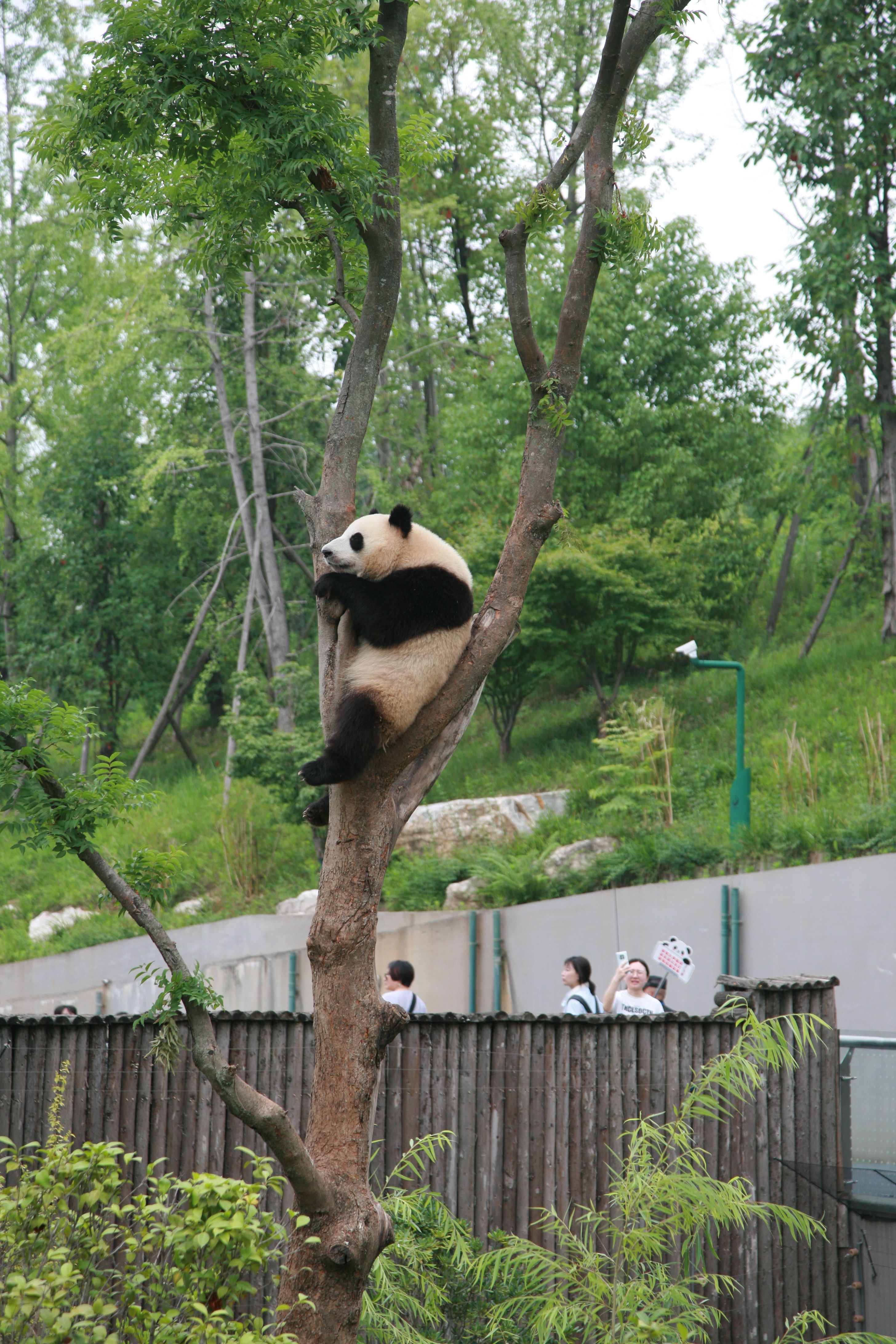 Panda Climbing Tree in Natural Habitat · Free Stock Photo
