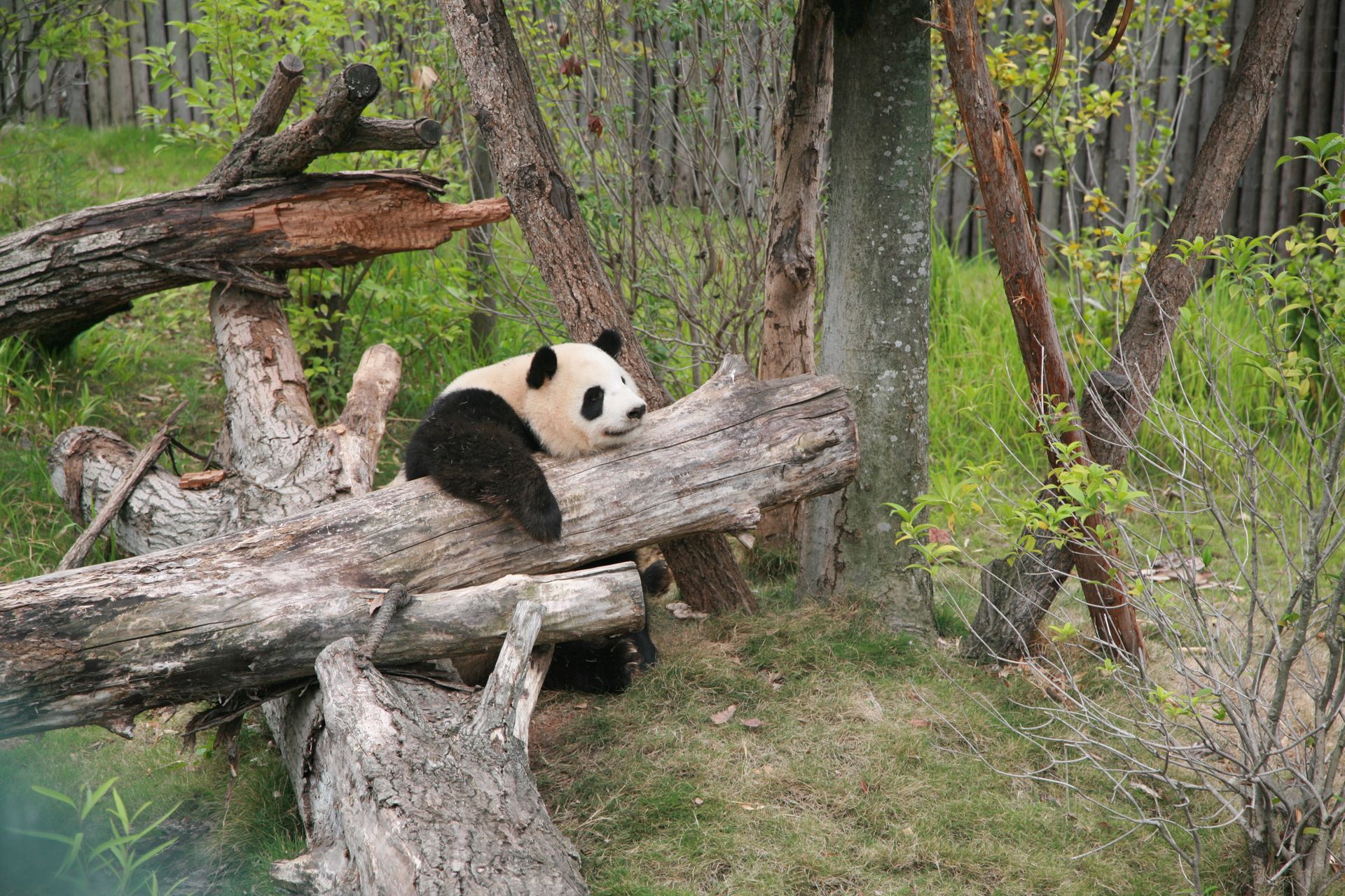 A giant panda reclines on logs in a lush forest setting. Perfect for nature and wildlife themes.