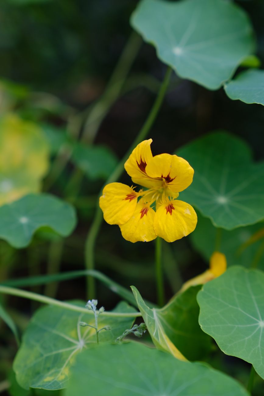Why Your Nasturtiums Are All Leaves and No Flowers: Boosting Edible Bloom Production and Flavor