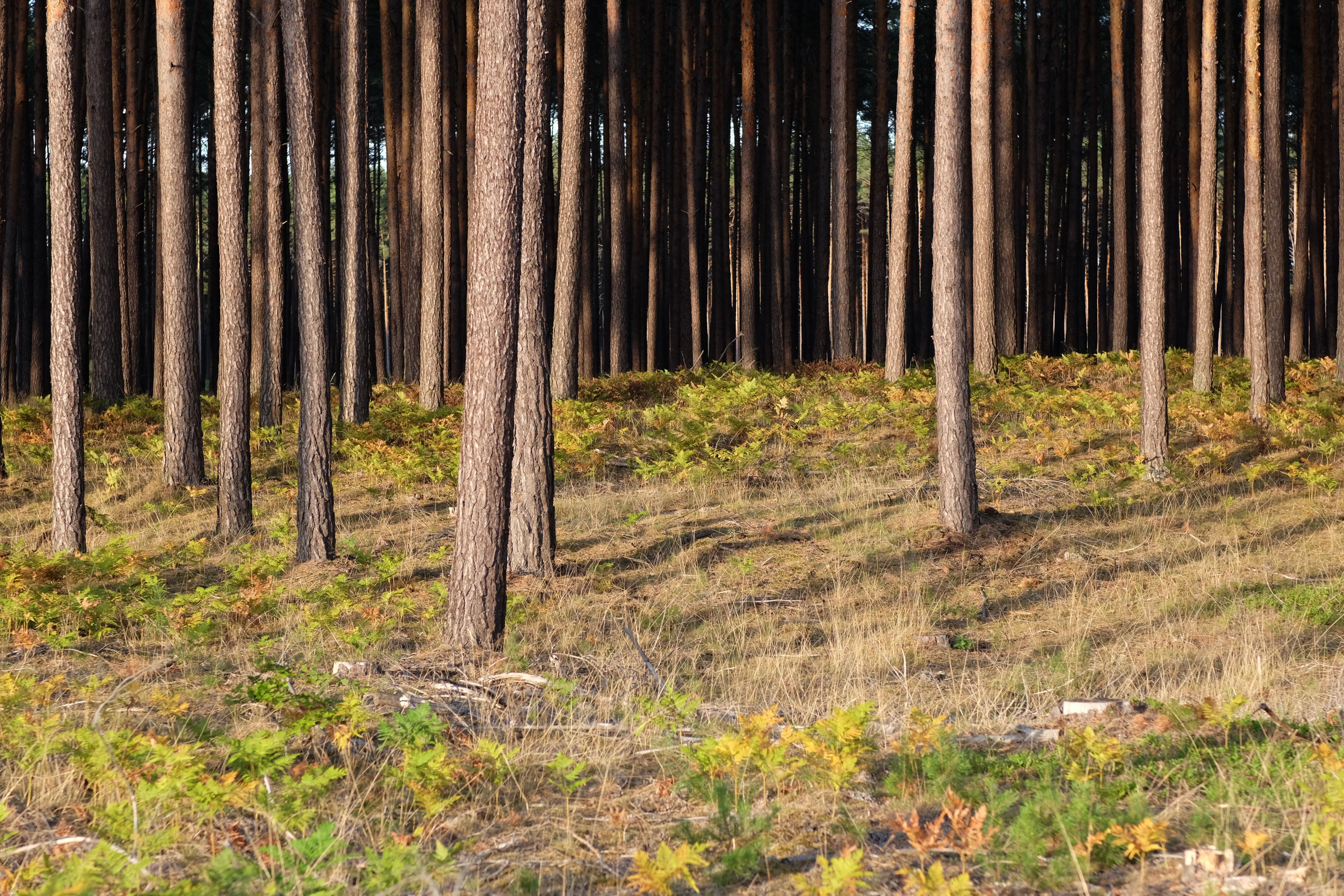 Serene Pine Forest with Sunlight Streaming · Free Stock Photo