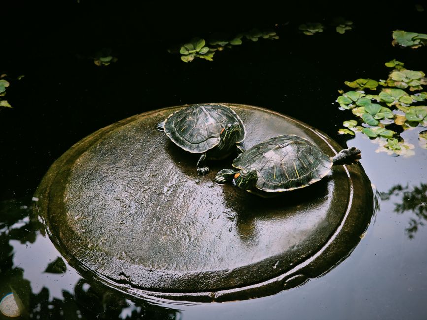 Two turtles basking on a pond surface surrounded by lily pads, creating a serene natural scene.