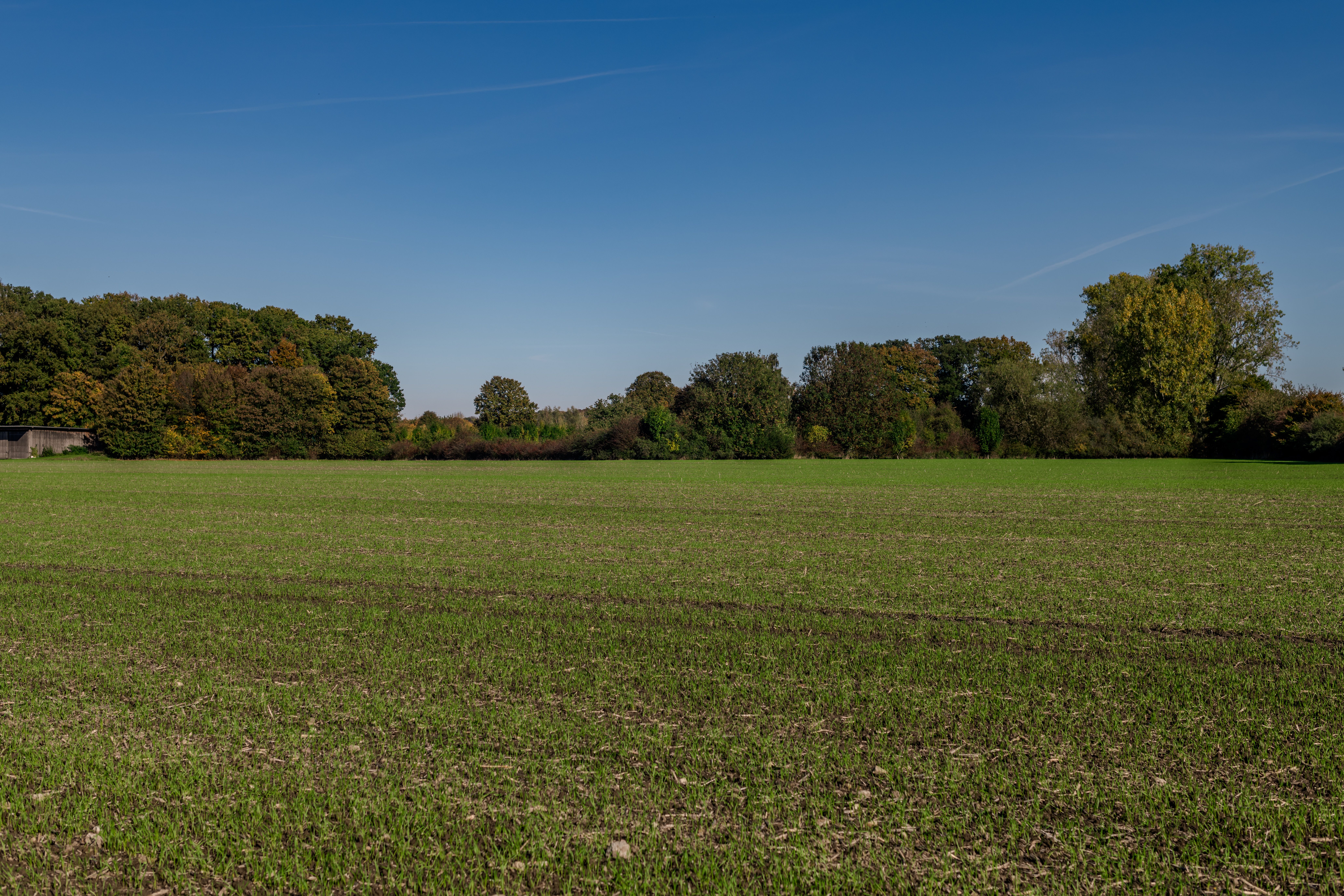 Serene Green Field Under Clear Blue Sky · Free Stock Photo