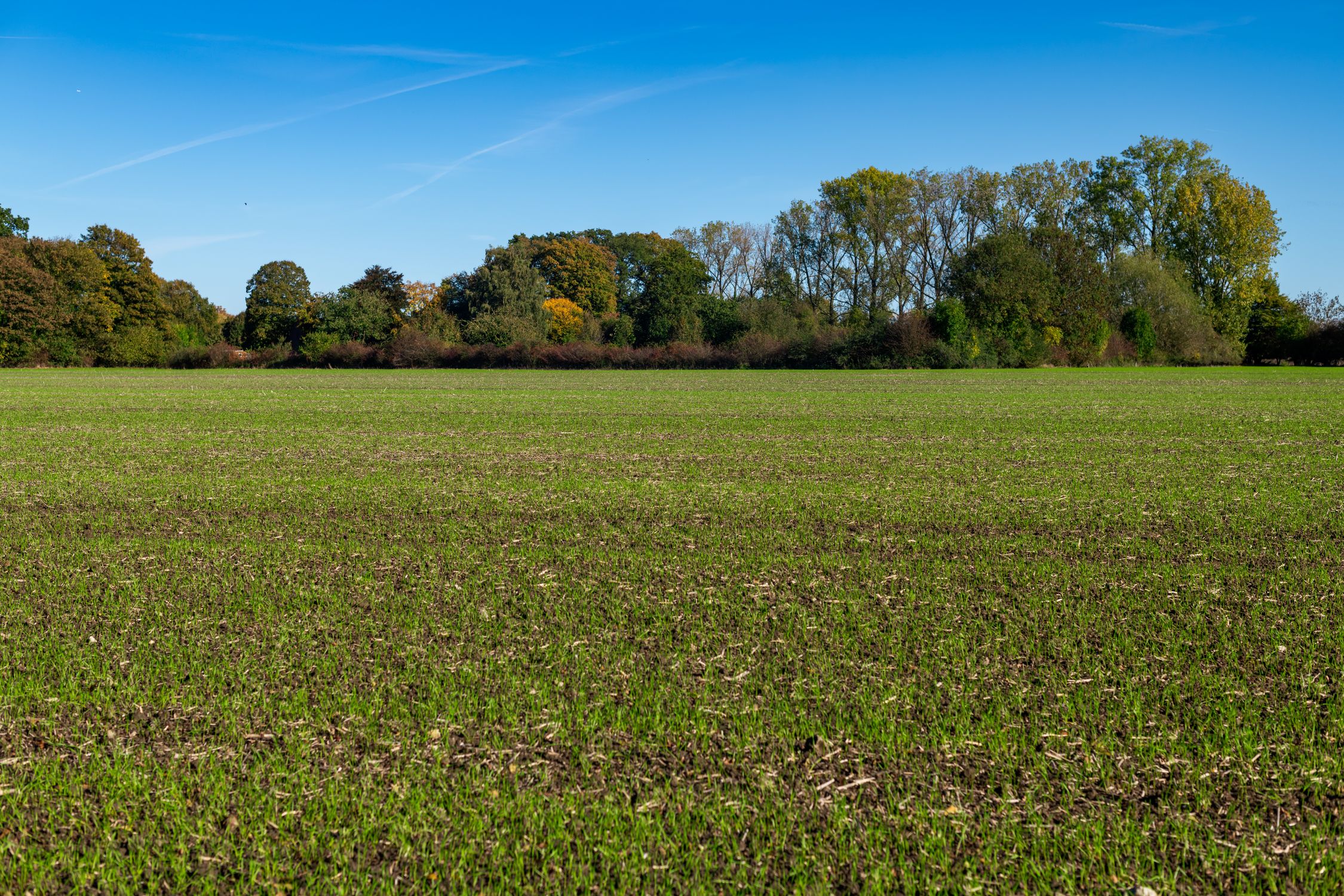 Vast Green Field with Tree Line Under Clear Blue Sky · Free Stock Photo
