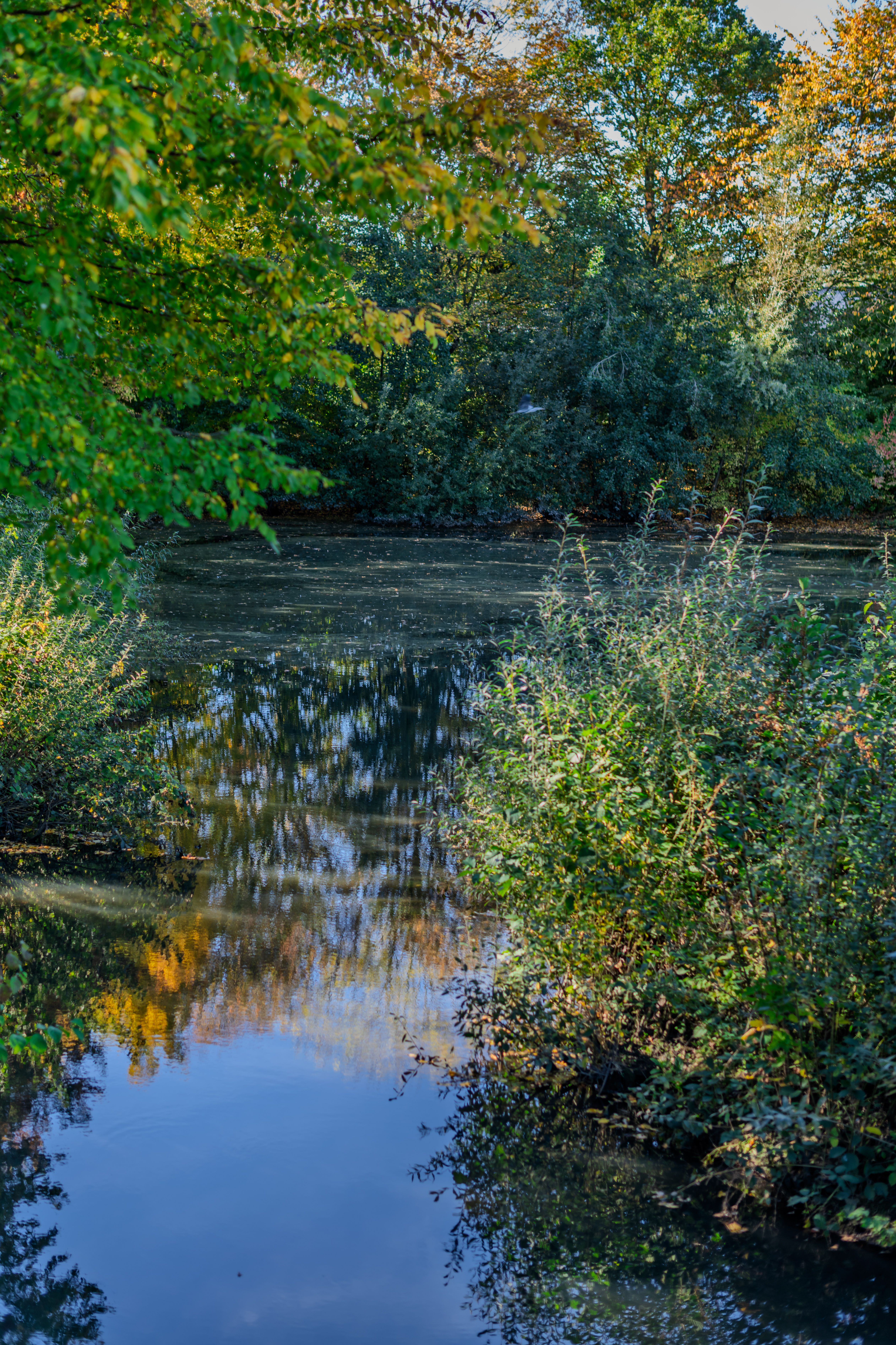 Serene Autumn Pond with Reflective Water · Free Stock Photo